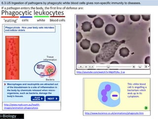 6.3.U5 Ingestion of pathogens by phagocytic white blood cells gives non-specific immunity to diseases.
http://www.mydr.com.au/health-
images/animation-phagocytosis
http://youtube.com/watch?v=MgVPLNu_S-w
http://www.kscience.co.uk/animations/phagocyte.htm
 