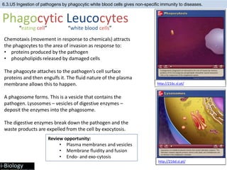 6.3.U5 Ingestion of pathogens by phagocytic white blood cells gives non-specific immunity to diseases.
Phagocytic Leucocytes
“eating cell” “white blood cells”
Chemotaxis (movement in response to chemicals) attracts
the phagocytes to the area of invasion as response to:
• proteins produced by the pathogen
• phospholipids released by damaged cells
The phagocyte attaches to the pathogen’s cell surface
proteins and then engulfs it. The fluid nature of the plasma
membrane allows this to happen.
A phagosome forms. This is a vesicle that contains the
pathogen. Lysosomes – vesicles of digestive enzymes –
deposit the enzymes into the phagosome.
The digestive enzymes break down the pathogen and the
waste products are expelled from the cell by exocytosis.
Review opportunity:
• Plasma membranes and vesicles
• Membrane fluidity and fusion
• Endo- and exo-cytosis
http://216c.sl.pt/
http://216d.sl.pt/
 