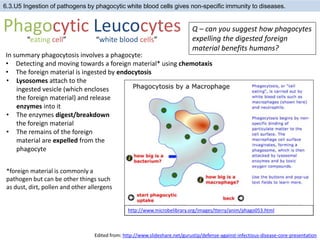 6.3.U5 Ingestion of pathogens by phagocytic white blood cells gives non-specific immunity to diseases.
Phagocytic Leucocytes
“eating cell” “white blood cells”
In summary phagocytosis involves a phagocyte:
• Detecting and moving towards a foreign material* using chemotaxis
• The foreign material is ingested by endocytosis
http://www.microbelibrary.org/images/tterry/anim/phago053.html
• Lysosomes attach to the
ingested vesicle (which encloses
the foreign material) and release
enzymes into it
• The enzymes digest/breakdown
the foreign material
• The remains of the foreign
material are expelled from the
phagocyte
*foreign material is commonly a
pathogen but can be other things such
as dust, dirt, pollen and other allergens
Q – can you suggest how phagocytes
expelling the digested foreign
material benefits humans?
Edited from: http://www.slideshare.net/gurustip/defense-against-infectious-disease-core-presentation
 