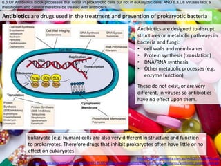 6.5.U7 Antibiotics block processes that occur in prokaryotic cells but not in eukaryotic cells. AND 6.3.U8 Viruses lack a
metabolism and cannot therefore be treated with antibiotics.
Antibiotics are drugs used in the treatment and prevention of prokaryotic bacteria
Eukaryote (e.g. human) cells are also very different in structure and function
to prokaryotes. Therefore drugs that inhibit prokaryotes often have little or no
effect on eukaryotes
Antibiotics are designed to disrupt
structures or metabolic pathways in
bacteria and fungi:
• cell walls and membranes
• Protein synthesis (translation)
• DNA/RNA synthesis
• Other metabolic processes (e.g.
enzyme function)
These do not exist, or are very
different, in viruses so antibiotics
have no effect upon them.
http://www.wiley.com/college/pratt/0471393878/instructor/activities/bacterial_drug_resistance/antibiotic_targets_web.gif
http://edge.alluremedia.com.au/m/l/2015/04/Pills.jpg
 
