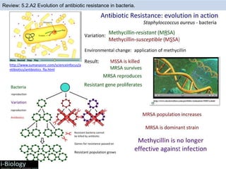 Review: 5.2.A2 Evolution of antibiotic resistance in bacteria.
http://www.sumanasinc.com/scienceinfocus/a
ntibiotics/antibiotics_fla.html
 