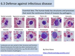 Essential idea: The human body has structures and processes
that resist the continuous threat of invasion by pathogens.
6.3 Defense against infectious disease
By Chris Paine
https://bioknowledgy.weebly.com/
Leukocytes are very varied in their structure and function.
Beyond leukocytes the body has other mechanisms such
mucous membranes and barriers, e.g. the skin which help
resist the invasion of pathogens.
http://www.tissuegnostics.com/images/hemoquest_software/bloodcellsclases.jpg
 