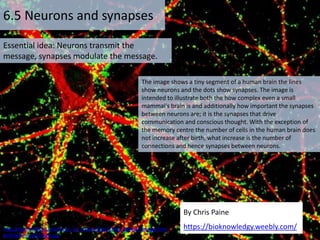 Essential idea: Neurons transmit the
message, synapses modulate the message.
6.5 Neurons and synapses
By Chris Paine
https://bioknowledgy.weebly.com/
The image shows a tiny segment of a human brain the lines
show neurons and the dots show synapses. The image is
intended to illustrate both the how complex even a small
mammal's brain is and additionally how important the synapses
between neurons are; it is the synapses that drive
communication and conscious thought. With the exception of
the memory centre the number of cells in the human brain does
not increase after birth, what increase is the number of
connections and hence synapses between neurons.
http://med.stanford.edu/mcp/_jcr_content/hero/hero_banner/images/ima
geSlide8.img.620.high.jpg
 