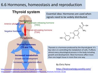 https://commons.wikimedia.org/wiki/File:Thyroid_system.svg
https://commons.wikimedia.org/wiki/File:%28S%29-Triiodthyronine_Structural_Formulae_V2.svg
Essential idea: Hormones are used when
signals need to be widely distributed.
6.6 Hormones, homeostasis and reproduction
By Chris Paine
https://bioknowledgy.weebly.com/
Thyroxin is a hormone produced by the thyroid gland. It's
key role is in controlling the metabolism of cells. If affects
almost every physiological process in the body including
growth and development. Most hormones affect more
than one target tissue in more than one way.
 