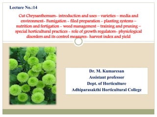 Cut Chrysanthemum- introduction and uses – varieties – media and
environment- Fumigation - filed preparation - planting systems –
nutrition and fertigation - weed management – training and pruning –
special horticultural practices - role of growth regulators- physiological
disorders and its control measures- harvest index and yield
Dr. M. Kumaresan
Assistant professor
Dept. of Horticulture
Adhiparasakthi Horticultural College
Lecture No.:14
 