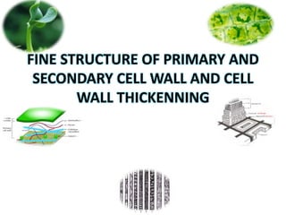 FINE STRUCTURE OF PRIMARY AND
SECONDARY CELL WALL AND CELL
WALL THICKENNING
 