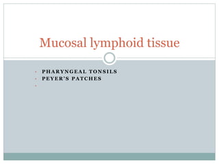 • P H A R Y N G E A L T O N S I L S
• P E Y E R ’ S P A T C H E S
•
Mucosal lymphoid tissue
 