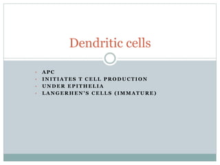 • A P C
• I N I T I A T E S T C E L L P R O D U C T I O N
• U N D E R E P I T H E L I A
• L A N G E R H E N ’ S C E L L S ( I M M A T U R E )
Dendritic cells
 