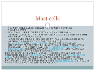• A M A S T C E L L ( A L S O K N O W N A S A M A S T O C Y T E O R
A L A B R O C Y T E
• I S A G R A N U L E S R I C H I N H I S T A M I N E A N D H E P A R I N .
• S P E C I F I C A L L Y , I T I S A T Y P E O F G R A N U L O C Y T E D E R I V E D F R O M
T H E M Y E L O I D S T E M C E L L S
• M A S T C E L L S W E R E D I S C O V E R E D B Y P A U L E H R L I C H I N 1 8 7 7 .
• A L T H O U G H B E S T K N O W N F O R T H E I R R O L E
I N A L L E R G Y A N D A N A P H Y L A X I S , M A S T C E L L S P L A Y A N
I M P O R T A N T P R O T E C T I V E R O L E A S W E L L , B E I N G I N T I M A T E L Y
I N V O L V E D I N W O U N D H E A L I N G , A N G I O G E N E S I S , I M M U N E
T O L E R A N C E , D E F E N S E A G A I N S T P A T H O G E N S , A N D V A S C U L A R
P E R M E A B I L I T Y I N B R A I N T U M O U R S . [ 3 ] [ 4 ]
T H E M A S T C E L L I S V E R Y S I M I L A R I N B O T H A P P E A R A N C E A N D
F U N C T I O N T O T H E B A S O P H I L , A N O T H E R T Y P E O F W H I T E B L O O D
C E L L . A L T H O U G H M A S T C E L L S W E R E O N C E T H O U G H T T O B E
T I S S U E - R E S I D E N T B A S O P H I L S , I T H A S B E E N S H O W N T H A T T H E
T W O C E L L S D E V E L O P F R O M D I F F E R E N T H E M A T O P O I E T I C L I N E A G E S
A N D T H U S C A N N O T B E T H E S A M E C E L L S . [ 5 ]
Mast cells
 