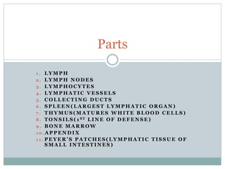1 . L Y M P H
2 . L Y M P H N O D E S
3 . L Y M P H O C Y T E S
4 . L Y M P H A T I C V E S S E L S
5 . C O L L E C T I N G D U C T S
6 . S P L E E N ( L A R G E S T L Y M P H A T I C O R G A N )
7 . T H Y M U S ( M A T U R E S W H I T E B L O O D C E L L S )
8 . T O N S I L S ( 1 S T L I N E O F D E F E N S E )
9 . B O N E M A R R O W
1 0 . A P P E N D I X
1 1 . P E Y E R ’ S P A T C H E S ( L Y M P H A T I C T I S S U E O F
S M A L L I N T E S T I N E S )
Parts
 
