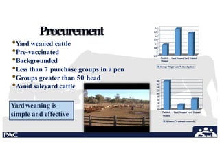 •Yard weaned cattle
•Pre-vaccinated
•Backgrounded
•Less than 7 purchase groups in a pen
•Groups greater than 50 head
•Avoid saleyard cattle
Procurement
1.3
1.25
1.2
1.15
1.1
1.05
1
0.95
Paddock
Weaned
YardWeaned YardTrained
Average WeightGain78days(kg/day)
18
16
14
12
10
8
6
4
2
0
Paddock
Weaned
YardWeaned YardTrained
Sickness (% animalsremoved)
Yardweaning is
simple and effective
 