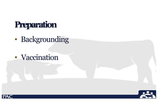 Preparation
• Backgrounding
• Vaccination
 