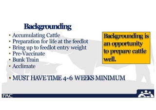 Backgrounding
• Accumulating Cattle
• Preparation for life at the feedlot
• Bring up to feedlot entry weight
• Pre-Vaccinate
• Bunk Train
• Acclimate
• MUST HAVETIME 4-6 WEEKSMINIMUM
Backgrounding is
anopportunity
topreparecattle
well.
 