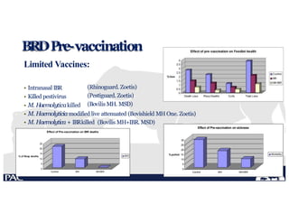 BRDPre-vaccination
Limited Vaccines:
• Intranasal IBR
• Killed pestivirus
• M. Haemolyticakilled
(Rhinoguard. Zoetis)
(Pestiguard. Zoetis)
(Bovilis MH. MSD)
• M. Haemolyticiamodified live attenuated (Bovishield MH One. Zoetis)
• M. Haemolytica+ IBRkilled (Bovilis MH+IBR. MSD)
10
5
0
25
20
15
% of Resp deaths
Control MH MH/IBR
Effect of Pre-vaccination on IBR deaths
IBR
30
25
20
% pulled 15
10
5
0
Control MH MH/IBR
Effect of Pre-vaccination on sickness
Morbidity
 