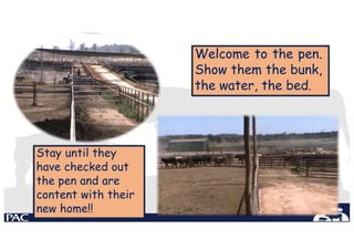 Welcome to the pen.
Show them the bunk,
the water, the bed.
Stay until they
have checked out
the pen and are
content with their
new home!!
 