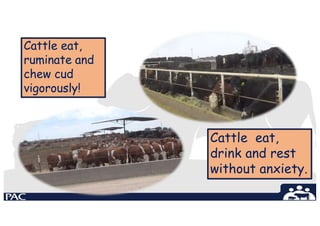 Cattle eat,
ruminate and
chew cud
vigorously!
Cattle eat,
drink and rest
without anxiety.
 