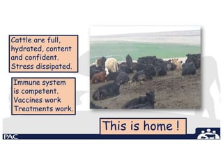 .
Cattle are full,
hydrated, content
and confident.
Stress dissipated.
This is home !
Immune system
is competent.
Vaccines work
Treatments work.
 