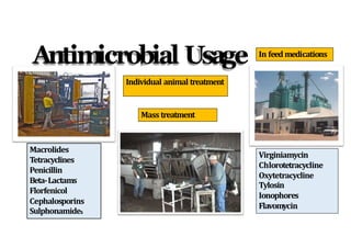 Antimicrobial Usage
Individual animal treatment
In feed medications
Mass treatment
Virginiamycin
Chlorotetracycline
Oxytetracycline
Tylosin
Ionophores
Flavomycin
Macrolides
Tetracyclines
Penicillin
Beta-Lactams
Florfenicol
Cephalosporins
Sulphonamides
 