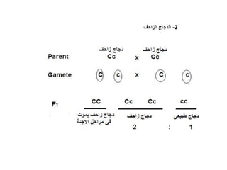 2
-
‫الزاحف‬ ‫الدجاج‬
 