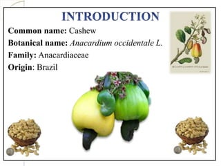 Common name: Cashew
Botanical name: Anacardium occidentale L.
Family: Anacardiaceae
Origin: Brazil
 