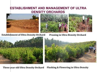 TRAINING PLANTS TO BUSH SHAPE
Growth and yield performance of 5 year old shape pruned plants
 