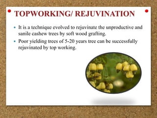Harvesting
 Economic bearing in cashew starts 3rd year after planting.
 Economic bearing upto 25-30 years.
 Fruits will...