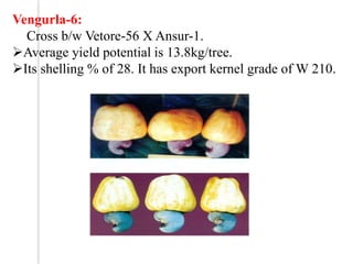 VRI (cw)-H1
 It is hybrid between M 26/2(VRI-3)x26/1
It yields 13.2kg/tree
Higher percentage of bisexual flowers, clust...
