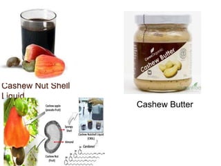 Cashew Nut Shell
Liquid
Cashew Butter
 