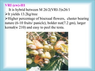 Ullal 5
• 2/27 nileshwar
•It yields 10.5kg/tree
•Its nut weight is 9.0gm
•Its shelling percentage 32.8%
 