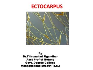 ECTOCARPUS
By
Dr.Thirunahari Ugandhar
Asst Prof of Botany
Govt. Degree College
Mahabubabad-506101 (T.S.)
 