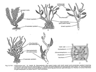 • Reproduction in Ectocarpus:
• Ectocarpus reproduces both asexually and
sexually:
• Asexual Reproduction:
• It takes plac...
