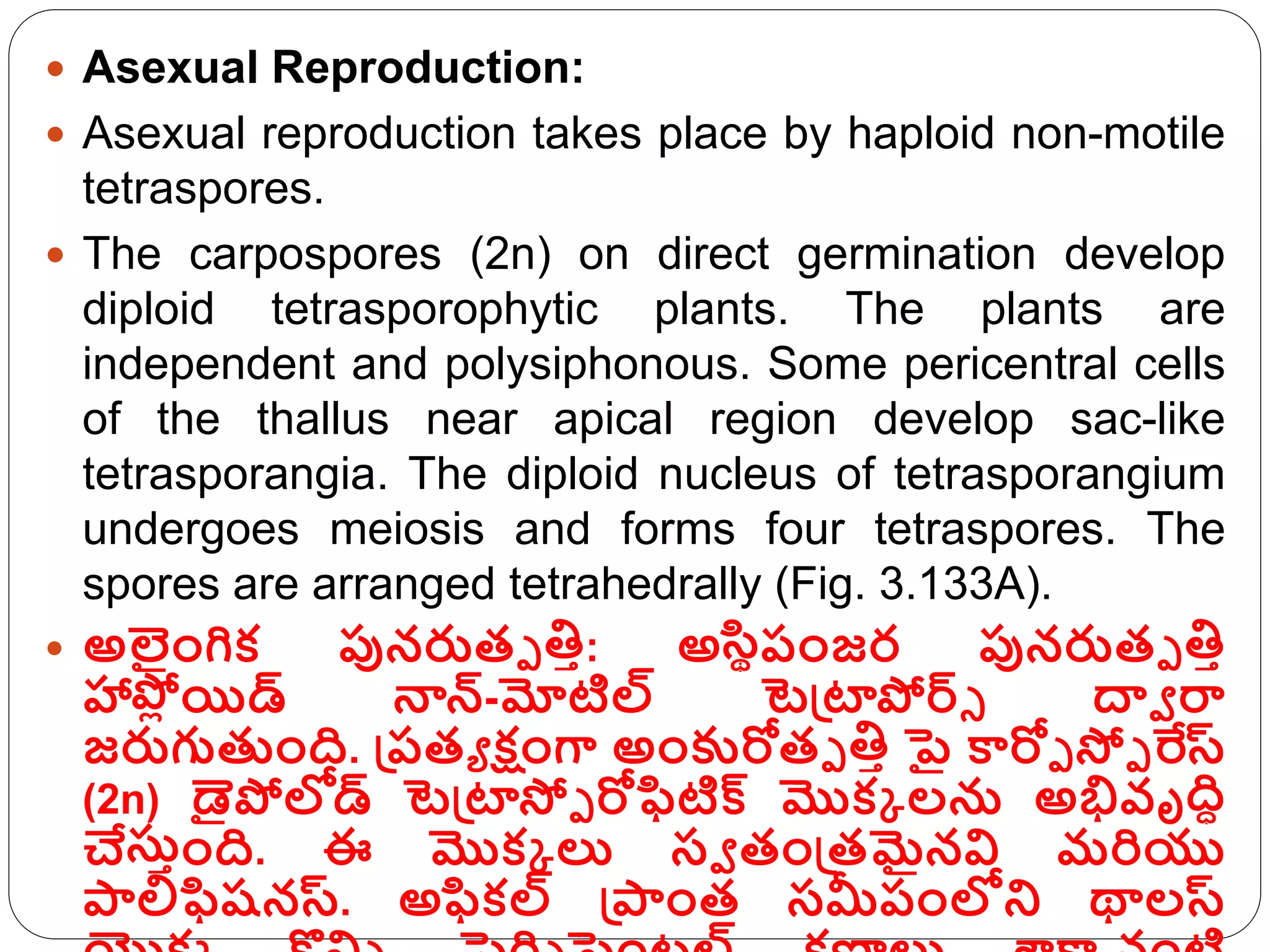  Asexual Reproduction:
 Asexual reproduction takes place by haploid non-motile
tetraspores.
 The carpospores (2n) on direct germination develop
diploid tetrasporophytic plants. The plants are
independent and polysiphonous. Some pericentral cells
of the thallus near apical region develop sac-like
tetrasporangia. The diploid nucleus of tetrasporangium
undergoes meiosis and forms four tetraspores. The
spores are arranged tetrahedrally (Fig. 3.133A).
 అలంిక్ పునరుతా తిా: అసిథపంజర పునరుతా తిా
హాపో
ప యిడ్ న్నన్-మోటిల్ టెగ్రట్స్పోర్సగ దావ రా
జరుగుతుంద. గ్రపతూ క్షంగా అంక్కరోతా తిా ై కారోా స్మా రేస్
(2n) డైపోలోడ్ టెగ్రట్స్స్మా రోఫిటిక్స మొక్క లన అభివృది
చేసుాంద. ఈ మొక్క లు సవ తంగ్రతమైనవి మరియు
పాలిఫిష్నస్. అఫిక్ల్ గ్రపాంత సమీపంలోని థాలస్
 