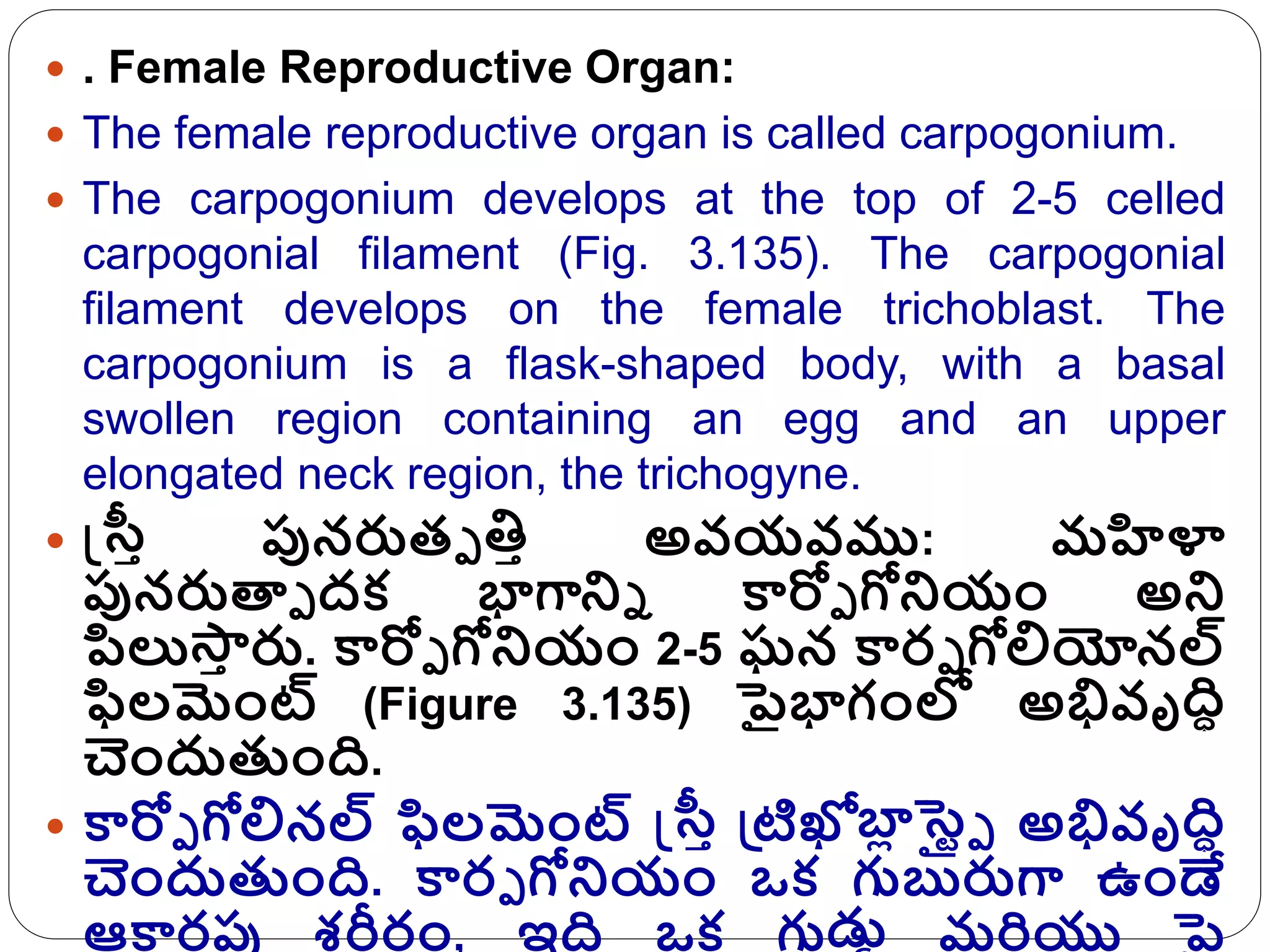 . Female Reproductive Organ:
 The female reproductive organ is called carpogonium.
 The carpogonium develops at the top of 2-5 celled
carpogonial filament (Fig. 3.135). The carpogonial
filament develops on the female trichoblast. The
carpogonium is a flask-shaped body, with a basal
swollen region containing an egg and an upper
elongated neck region, the trichogyne.
 ట్రరా పునరుతా తిా అవయవము: మహళా
పునరుతాా రక్ భాగానిి కారోా గోనియం అని
పిలుసా
ా రు. కారోా గోనియం 2-5 ఘన కారా గోలియోనల్
ఫిలమంట్ (Figure 3.135) ైభాగంలో అభివృది
చందుతుంద.
 కారోా గోలినల్ ఫిలమంట్ ట్రరా గ్రటిఖోబా
ప ళ్
సె్ గా అభివృది
చందుతుంద. కారా గోనియం ఒక్ గుబ్బరుగా ఉండే
ఆకారపు శరీరం, ఇద ఒక్ గుడ్లా మరియు ై
 