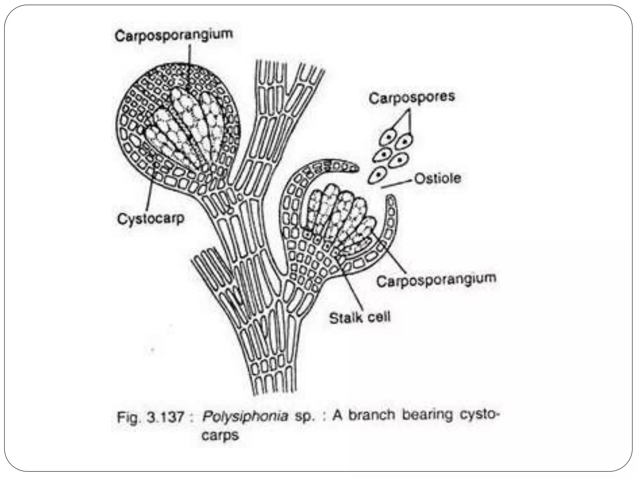 6. Polysiphonia.Dr. Thirunahari Uagandhar PPT