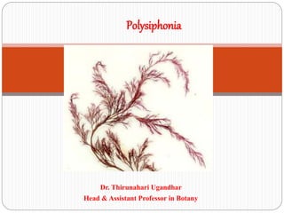 Dr. Thirunahari Ugandhar
Head & Assistant Professor in Botany
Polysiphonia
 