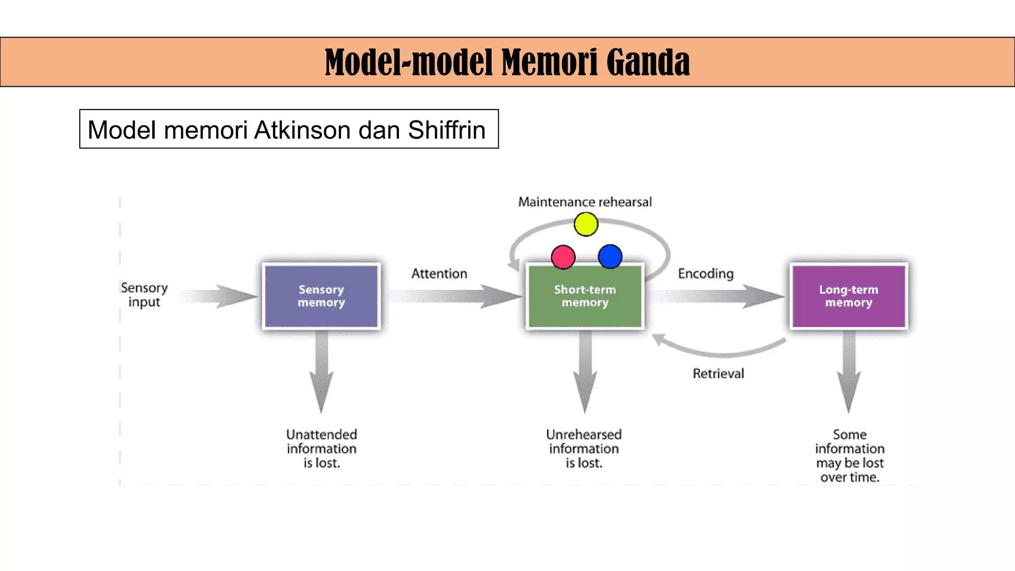 Model-model Memori Ganda
Model memori Atkinson dan Shiffrin
 