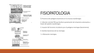 FISIOPATOLOGIA
1.Presencia del patógeno bacteriano en la mucosa nasofaríngea
2. Infección viral del TRS que facilita la penetración de la bacteria colonizante a
través del epitelio nasofaríngeo.
3. Invasión del torrente circulatorio por el patógeno meníngeo (bacteriemia).
4. Siembra bacteriana de las meninges
5. Inflamación meníngea.
 