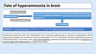 Fate of hyperammonia in brain
Furthermore, glutamine enters the mitochondria and is cleaved by glutaminase to ammonia and glutamate, which
subsequently increases the intracellular ammonia concentration. This ↑ in intracellular ammonia concentration causes a
“feed forward loop,” also known as the Trojan horse hypothesis, whereby intracellular ammonia leads to production of
reactive oxygen and nitrogen species, causing further edema.
Glutamine is osmotically active, and thus an ↑ in glutamine leads to astrocyte swelling and edema.
12
 