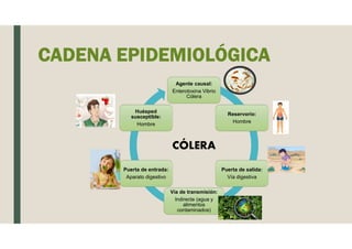 Agente causal:
Enterotoxina Vibrio
Cólera
Reservorio:
Hombre
Puerta de salida:
Vía digestiva
Vía de transmisión:
Indirecta (agua y
alimentos
contaminados)
Puerta de entrada:
Aparato digestivo
Huésped
susceptible:
Hombre
CADENA EPIDEMIOLÓGICA
CÓLERA
 