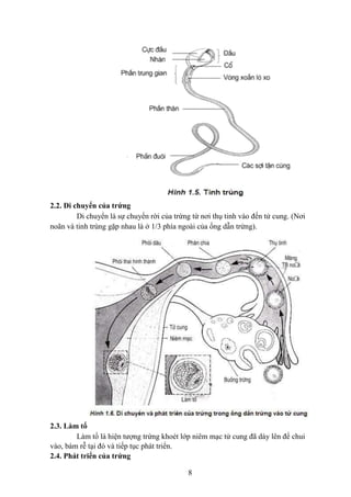 2.2. Di chuyển của trứng
Di chuyển là sự chuyển rời của trứng từ nơi thụ tinh vào đến tử cung. (Nơi
noãn và tinh trùng gặp...