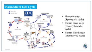 • Mosquito stage
(Sporogonic cycle)
• Human Liver stage
(Exo-erythrocytic
cycle)
• Human Blood stage
(Erythrocytic cycle)
...
