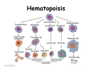 Hematopoisis
5
2/13/2023
 