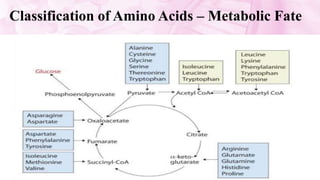 Classification of Amino Acids – Metabolic Fate
 