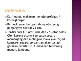  Dari mulut, makanan menuju esofagus /
kerongkongan.
 Kerongkongan berupa tabung otot yang
panjangnya sekitar 25 cm.
 Terdiri dari 1/3 otot lurik dan 2/3 otot polos.
Oleh karena ototnya tersusun secara
memanjang dan melingkar maka jika terjadi
kontraksi secara bergantian akan terjadi
gerakan peristaltic  makanan terdorong
menuju lambung.
 