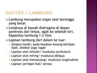  Lambung merupakan organ otot berongga
yang besar.
 Letaknya di bawah diafragma di depan
pankreas dan limpa, agak ke sebelah kiri.
Kapasitas lambung 1-2 liter.
 Lapisan lambung dari dalam ke luar:
 Selaput lendir; pada keadaan kosong berlipat-
lipat, disebut juga rugae
 Lapisan otot sirkuler/ muskulus aurikularis
 Lapisan otot miring/ muskulus obliqua
 Lapisan otot memanjang/ muskulus longitudinal
 Lapisan jaringan ikat/ serosa
 