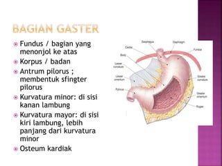  Fundus / bagian yang
menonjol ke atas
 Korpus / badan
 Antrum pilorus ;
membentuk sfingter
pilorus
 Kurvatura minor: di sisi
kanan lambung
 Kurvatura mayor: di sisi
kiri lambung, lebih
panjang dari kurvatura
minor
 Osteum kardiak
 