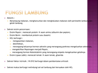  Motoris :
 Menampung makanan, menghancurkan dan menghaluskan makanan oleh peristaltik lambung dan
getah lambung
 Sekresi enzim pencernaan:
 Enzim Pepsin : memecah protein  asam amino (albumin dan pepton).
 Enzim Renin : membentuk protein susu (kasein)
 HCL berfungsi :
 mengasamkan makanan,
 desinfektan,
 merangsang keluarnya hormon sekretin yang merangsang pankreas mengeluarkan sekretnya,
 mengaktifkan Pepsinogen menjadi Pepsin,
 merangsang hormon Kolesistokinin yang merangsang empedu mengeluarkan getahnya
 Enzim Lipase (sdkt): memecah lemak  asam lemak, gliserida
 Sekresi faktor intrinsik : Vit B12 berfungsi dalam pembentukan eritrosit
 Sekresi mukus berfungsi melindungi sel-sel lambung dari kerusakan oleh HCL
 