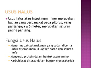  Usus halus atau intestinum minor merupakan
bagian yang berpangkal pada pilorus, yang
panjangnya ± 6 meter, merupakan saluran
paling panjang.
Fungsi Usus Halus
 Menerima zat-zat makanan yang sudah dicerna
untuk diserap melalui kapiler darah dan saluran
limfe
 Menyerap protein dalam bentuk asam amino
 Karbohidrat diserap dalam bentuk monosakarida
 