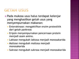  Pada mukosa usus halus terdapat kelenjar
yang menghasilkan getah usus yang
menyempurnakan makanan:
 Enterokinase: mengaktifkan enzim proteolitik
dari getah pankreas
 Eripsin menyempurnakan pencernaan protein
menjadi asam amino.
 Laktase mengubah laktosa menjadi monosakarida
 Maltose mengubah maltosa menjadi
monosakarida
 Sukrose mengubah sukrosa menjadi monosakarida
 