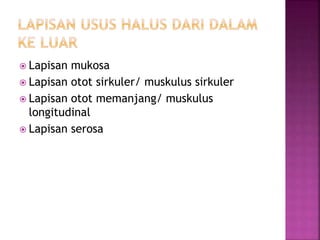  Lapisan mukosa
 Lapisan otot sirkuler/ muskulus sirkuler
 Lapisan otot memanjang/ muskulus
longitudinal
 Lapisan serosa
 